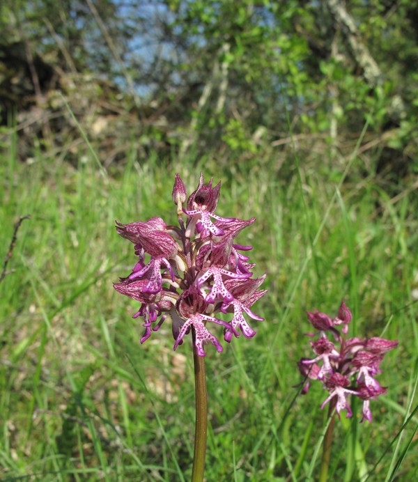 Orchis x angusticruris